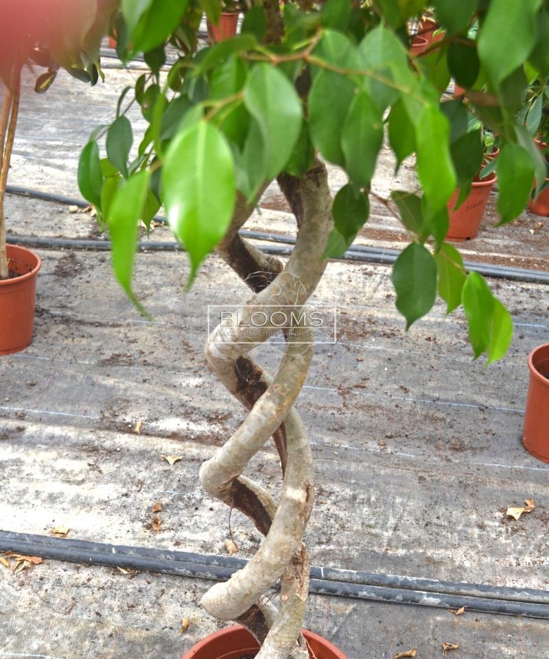 Ficus Benjamini spiral double
